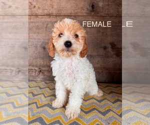Poodle (Miniature) Puppy for sale in VERMONTVILLE, MI, USA