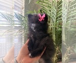 Puppy 2 Pomeranian