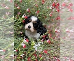 Small Photo #7 Cavalier King Charles Spaniel Puppy For Sale in MONTECITO, CA, USA