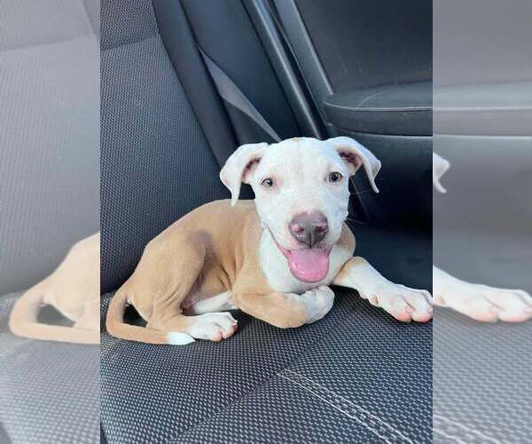 Medium Photo #2 Labrador Retriever-Unknown Mix Puppy For Sale in San Diego, CA, USA