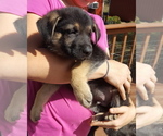 Small Photo #28 German Shepherd Dog Puppy For Sale in LAWRENCEBURG, TN, USA