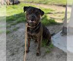MALI - Male Mutt Dog for Adoption - Small photo