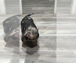Mother of the American Bully puppies born on 12/25/2024
