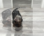 Small Photo #1 American Bully Puppy For Sale in SACRAMENTO, CA, USA