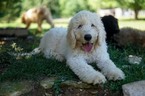 Puppy 1 Komondor-Poodle (Standard) Mix