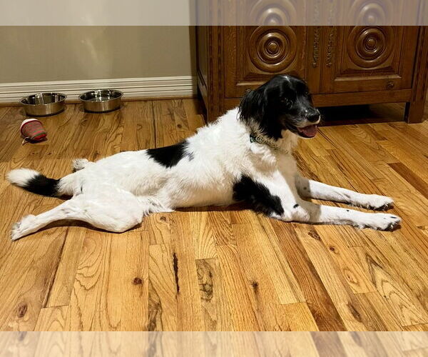 Medium Photo #3 Pointer Aussie Puppy For Sale in Houston, TX, USA