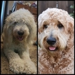 Small Photo #3 Goldendoodle Puppy For Sale in CITRUS HEIGHTS, CA, USA