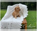 Small Photo #3 Poodle (Toy) Puppy For Sale in NIANGUA, MO, USA