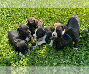 Boxer Puppy for sale in HARROD, OH, USA