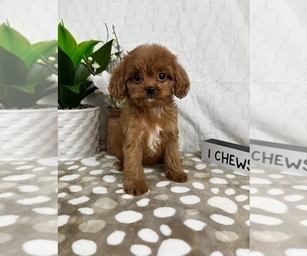 Medium Photo #1 Cavapoo Puppy For Sale in INDIANAPOLIS, IN, USA