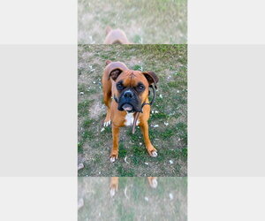 Boxer Dogs for adoption in Austin, TX, USA