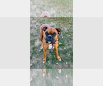 Small Boxer
