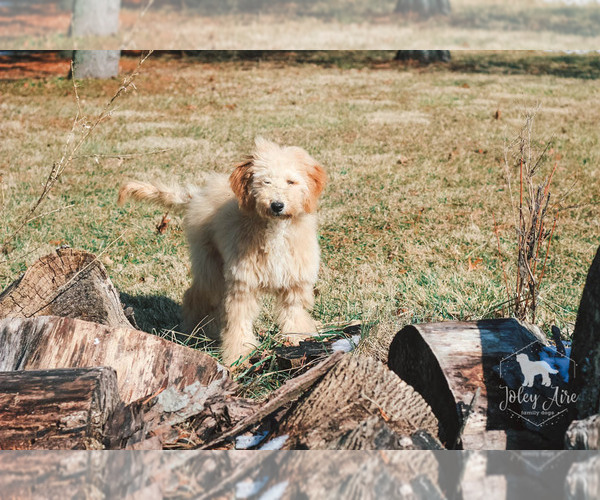 Medium Photo #17 Goldendoodle Puppy For Sale in CARLOCK, IL, USA