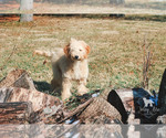 Small Photo #17 Goldendoodle Puppy For Sale in CARLOCK, IL, USA