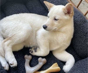 Medium Shiba Inu