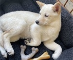 Small Shiba Inu