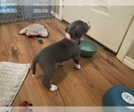 Small Photo #9 American Bully Puppy For Sale in LUBBOCK, TX, USA