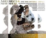 Small Photo #13 Poodle (Standard) Puppy For Sale in WINCHESTER, TN, USA