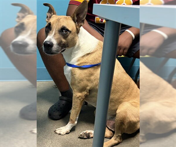 Medium Photo #1 Boxer-Unknown Mix Puppy For Sale in Houston, TX, USA