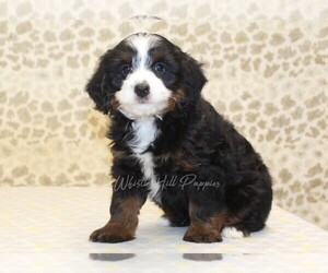 Miniature Bernedoodle Puppy for sale in DENVER, PA, USA