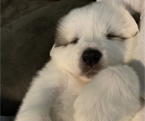 Great Pyrenees Puppy for sale in CLOVER, SC, USA
