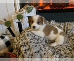 Puppy 4 Pembroke Welsh Corgi