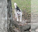 Small #2 Siberian Husky