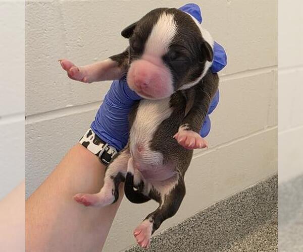 Medium Photo #1 American Staffordshire Terrier-Unknown Mix Puppy For Sale in Houston, TX, USA