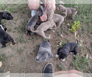 American Pit Bull Terrier Puppy for sale in LIMON, CO, USA