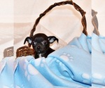 Small #2 Chihuahua