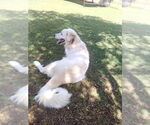 Small #5 Great Pyrenees