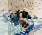 Small Photo #19 Boston Terrier Puppy For Sale in MONTVILLE, OH, USA
