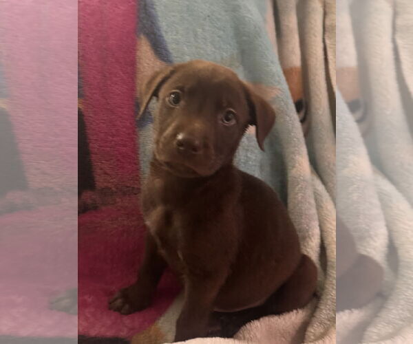 Medium Photo #4 Chocolate Labrador retriever-Unknown Mix Puppy For Sale in Pottstown, PA, USA