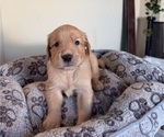 Small #12 Golden Retriever