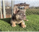 Small #12 French Bulldog