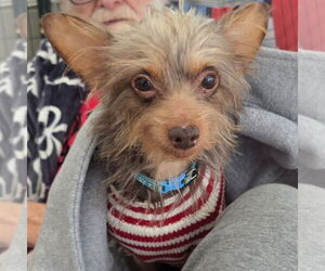 Mutt Dogs for adoption in Chico, CA, USA