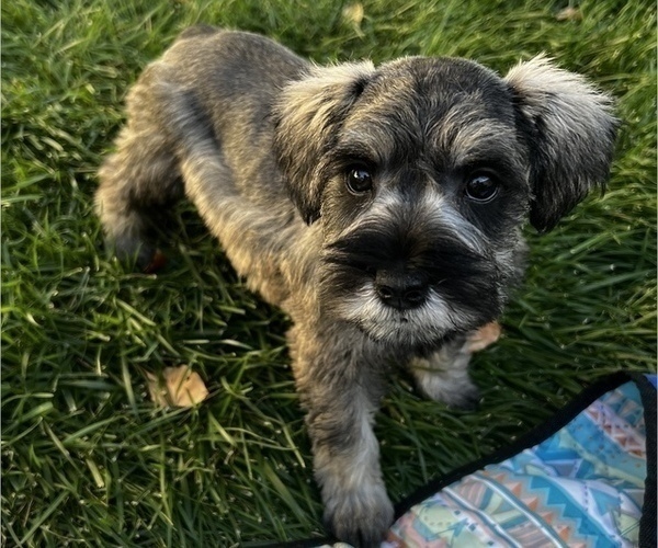 Medium Photo #2 Schnauzer (Miniature) Puppy For Sale in YUCAIPA, CA, USA