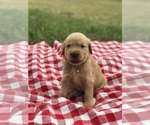 Small Photo #5 Golden Retriever Puppy For Sale in BOWLING GREEN, KY, USA