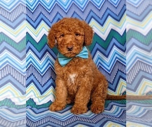 Double Doodle Puppy for sale in CHRISTIANA, PA, USA