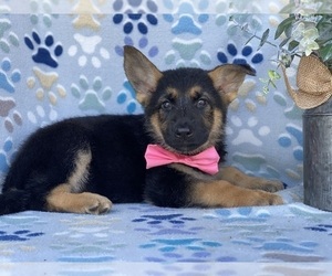 German Shepherd Dog Puppy for sale in LANCASTER, PA, USA