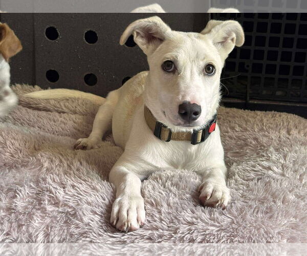 Medium Photo #2 Dachshund-Unknown Mix Puppy For Sale in New London, WI, USA