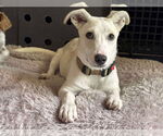 Small #1 Dachshund Mix