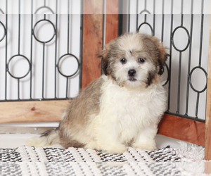 Zuchon Puppy for sale in NAPLES, FL, USA