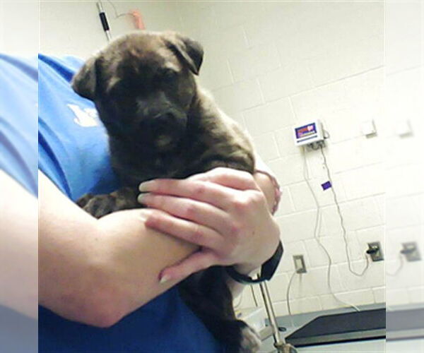 Medium Photo #1 Mutt Puppy For Sale in Fayetteville, NC, USA