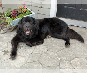 German Shepherd Dog-Unknown Mix Dogs for adoption in Duluth, MN, USA
