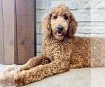 Small Photo #6 Goldendoodle Puppy For Sale in POWELL, TN, USA