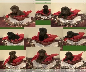 Labrador Retriever Puppy for sale in MCVEYTOWN, PA, USA