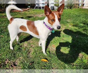 Rat Terrier-Unknown Mix Dogs for adoption in Oakhurst, NJ, USA