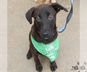 Dina - Female Dachsador Dog for Adoption - Photo #3