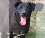 Small Labrador Retriever Mix